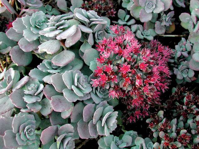 Nome cient&iacute;fico:&nbsp;Sedum cauticola