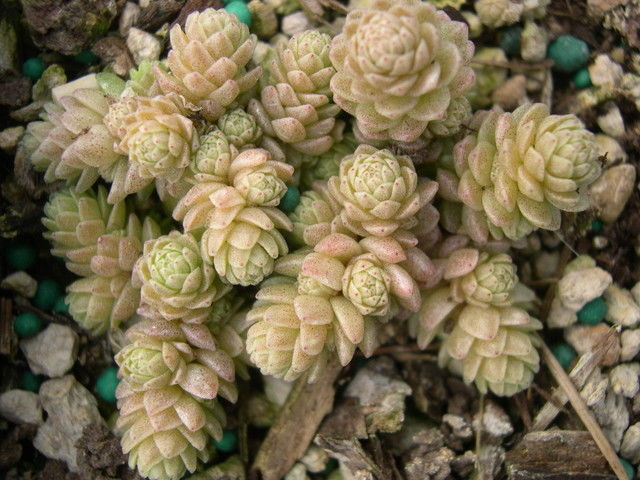 Nome científico: Sedum compactum Nome científico: Sedum compactum