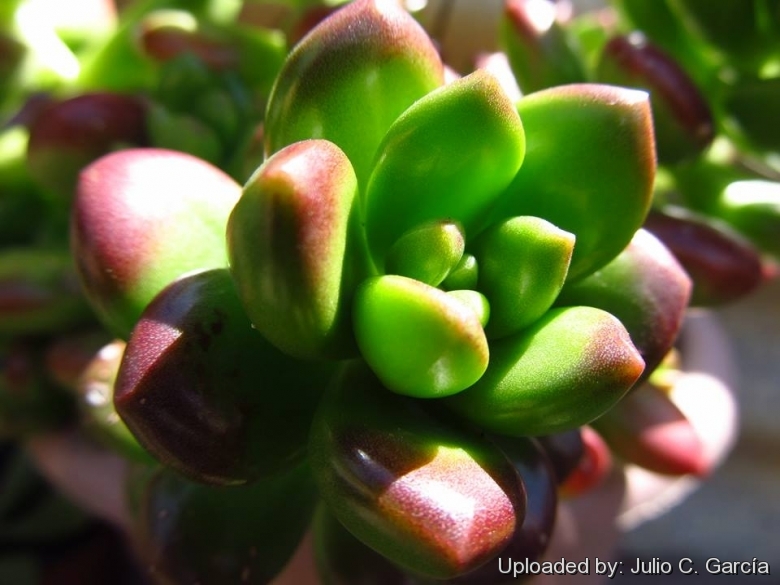 Nome científico: Sedum lucidum Nome científico: Sedum lucidum