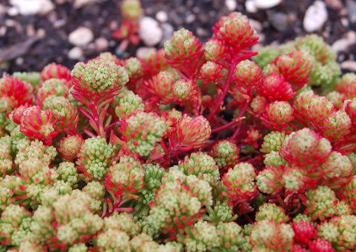 Nome científico: Sedum lydium Nome científico: Sedum lydium