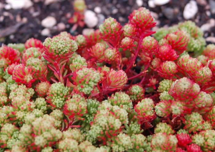 Nome cient&iacute;fico:&nbsp;Sedum lydium