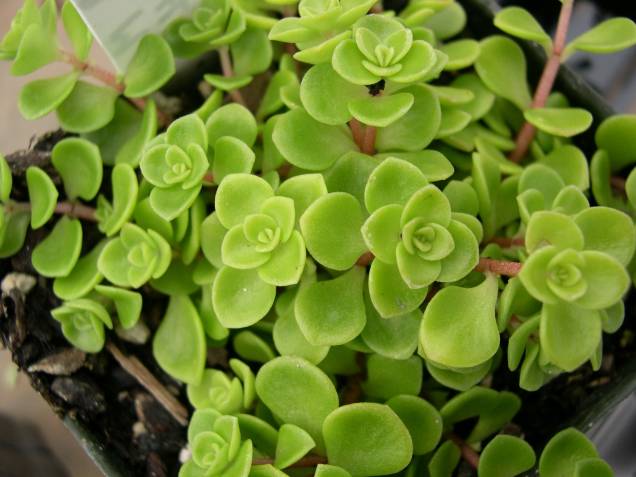 Nome científico: Sedum makinoi Nome científico: Sedum makinoi
