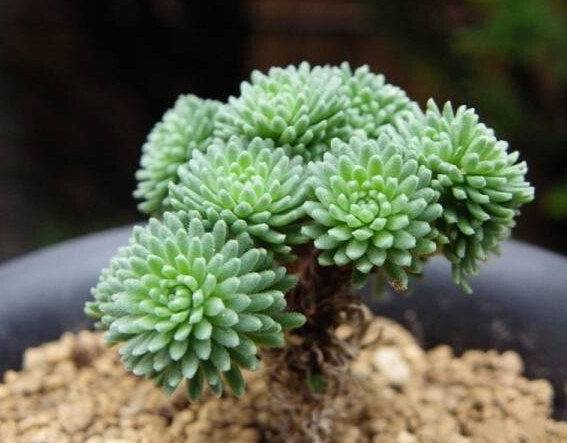 Nome científico: Sedum multiceps Nome científico: Sedum multiceps