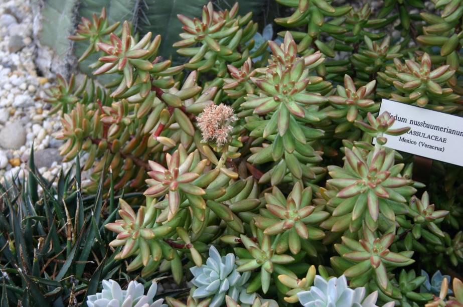 Nome científico: Sedum nussbaumerianum Nome científico: Sedum nussbaumerianum