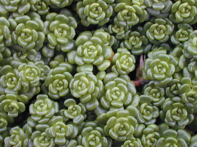 Nome científico: Sedum oreganum Nome científico: Sedum oreganum