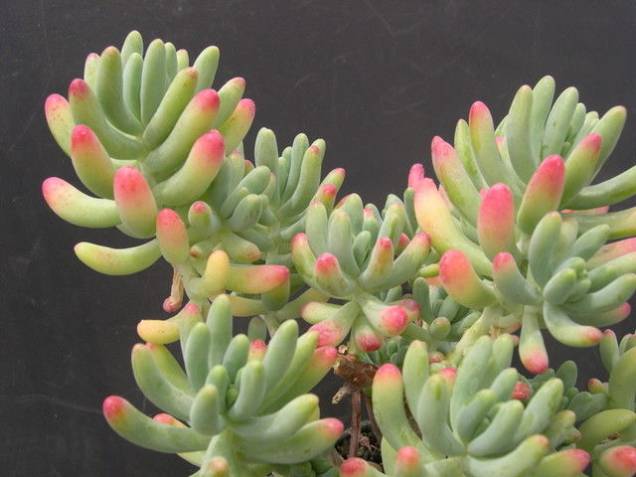 Nome científico: Sedum pachyphyllum Nome científico: Sedum pachyphyllum