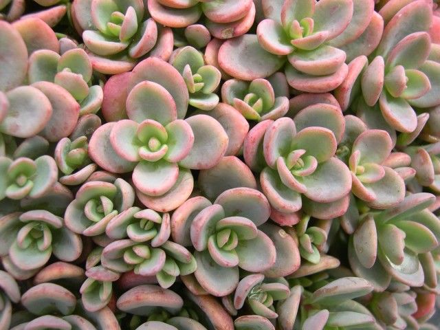 Nome científico: Sedum pluricaule Nome científico: Sedum pluricaule