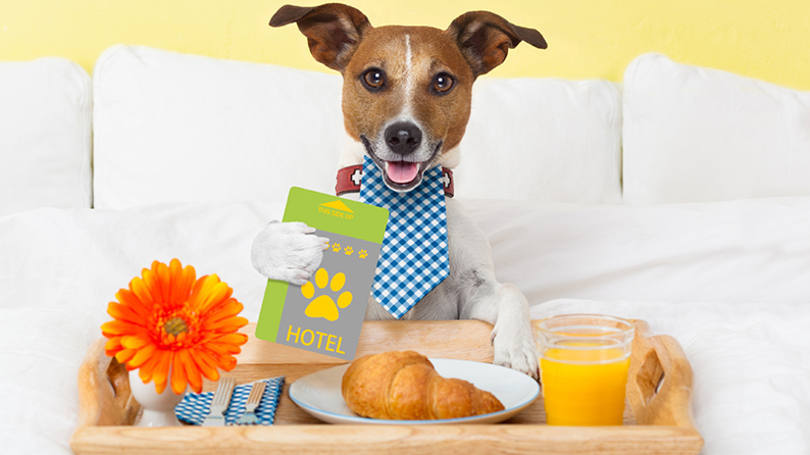 abre-exame-hoteis-pets-linkout