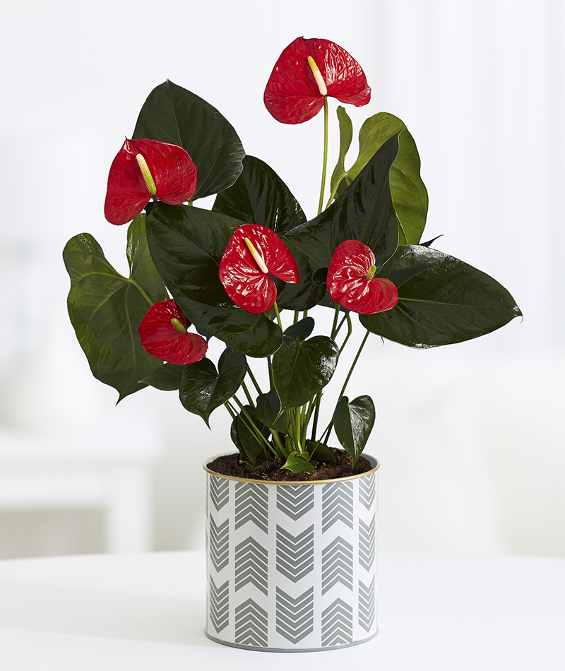 10-motivos-ter-plantas-casa-anturio 10-motivos-ter-plantas-casa-anturio