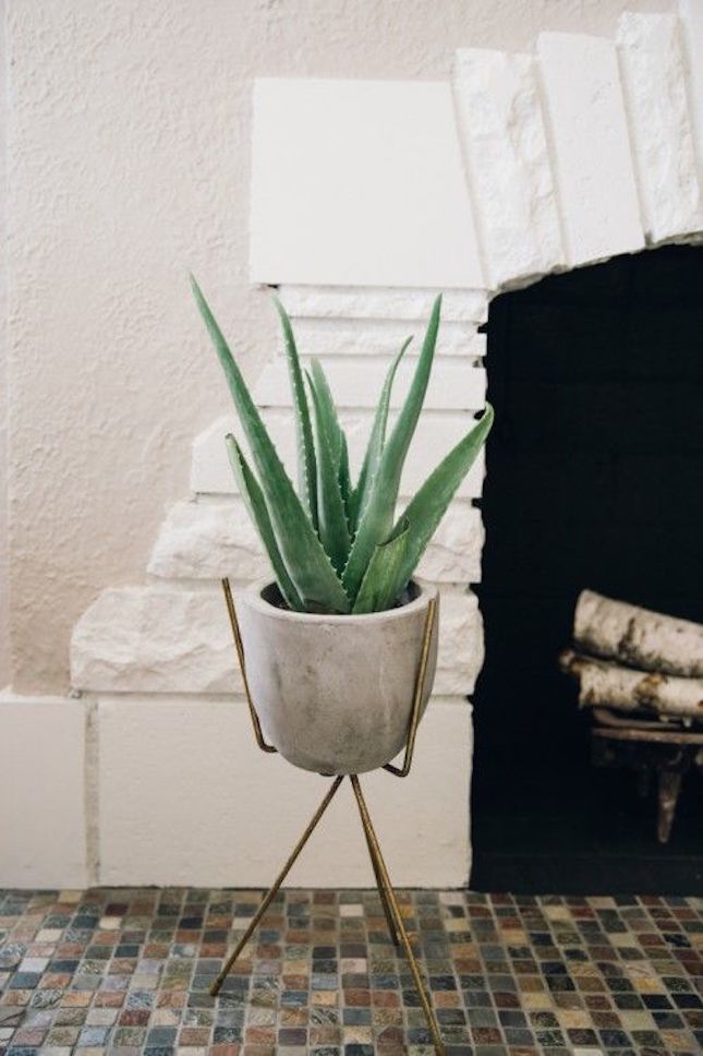 10-motivos-ter-plantas-casa-aloe-vera 10-motivos-ter-plantas-casa-aloe-vera
