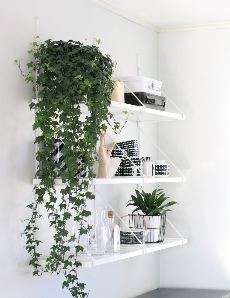10-motivos-ter-plantas-casa-hera 10-motivos-ter-plantas-casa-hera