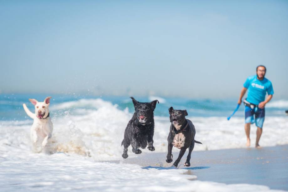 2. Os cachorros que ficarem no <a href="https://www.fitdogsportsclub.com/wp/">Fitdog Sports Club</a> em Santa Monica, são levados para praias e trilhas do sul da Califórnia. As acomodações garantem camas refrescantes para pets peludos, cabelereiro e mini bar. 2. Os cachorros que ficarem no <a href="https://www.fitdogsportsclub.com/wp/">Fitdog Sports Club</a> em Santa Monica, são levados para praias e trilhas do sul da Califórnia. As acomodações garantem camas refrescantes para pets peludos, cabelereiro e mini bar.