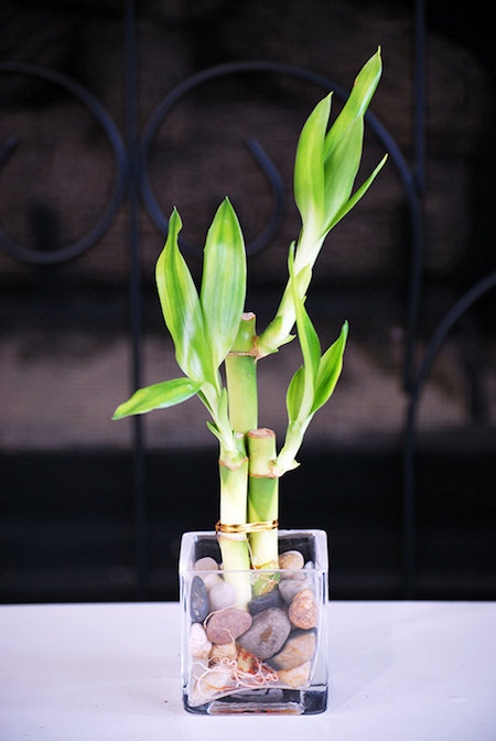 10-motivos-ter-plantas-casa-bambu-da-sorte 10-motivos-ter-plantas-casa-bambu-da-sorte
