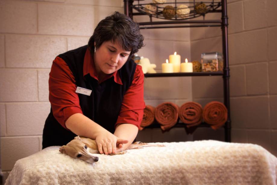 3. O <a href="https://www.oldetownepetresort.com/">Olde Towne Pet Resort</a>, localizado em Washington, inclui um spa com tratamentos em banho de lama e máscaras de blueberry e uma piscina aquecida. O resort ainda oferece suites de 50m<span>²</span>, com opção de seleção de imagens e sons familiares ao seu bichinho de estimação. 3. O <a href="https://www.oldetownepetresort.com/">Olde Towne Pet Resort</a>, localizado em Washington, inclui um spa com tratamentos em banho de lama e máscaras de blueberry e uma piscina aquecida. O resort ainda oferece suites de 50m<span>²</span>, com opção de seleção de imagens e sons familiares ao seu bichinho de estimação.