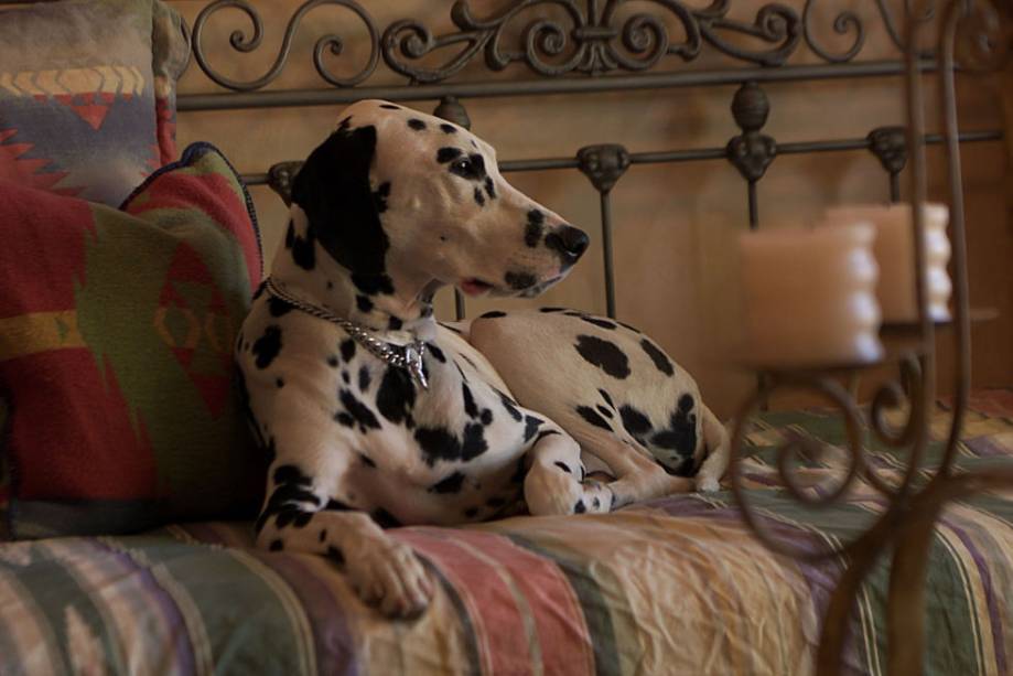 8. Para um cachorro verdadeiramente aventureiro, a escolha certa é o <a href="https://paradiseranch.net">Paradise Ranch Pet Resort</a>, em Los Angeles. Eles são separados pelo seu tamanho e temperament, e alternados em parques luxuosos e divertidos (inclusive um com cachoeira!) 8. Para um cachorro verdadeiramente aventureiro, a escolha certa é o <a href="https://paradiseranch.net">Paradise Ranch Pet Resort</a>, em Los Angeles. Eles são separados pelo seu tamanho e temperament, e alternados em parques luxuosos e divertidos (inclusive um com cachoeira!)