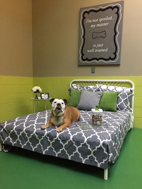 10. Com mais de 10 unidades nos EUA, o <a href="https://www.poochhotel.com">Pooch Hotel</a> oferece corridas em esteiras, piscinas e cochilos confortáveis. Os quartos possuem luz natural e portas de vidro. 10. Com mais de 10 unidades nos EUA, o <a href="https://www.poochhotel.com">Pooch Hotel</a> oferece corridas em esteiras, piscinas e cochilos confortáveis. Os quartos possuem luz natural e portas de vidro.