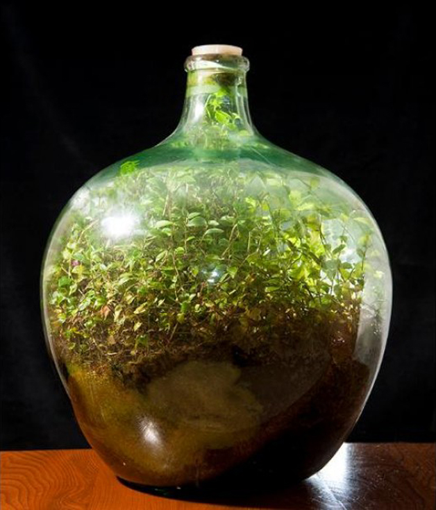 04-jardim-em-garrafa-sobrevive-sem-agua-desde-1972