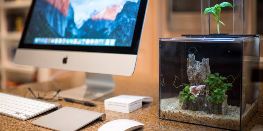 Aquário imita ecossistema para se limpar sozinho