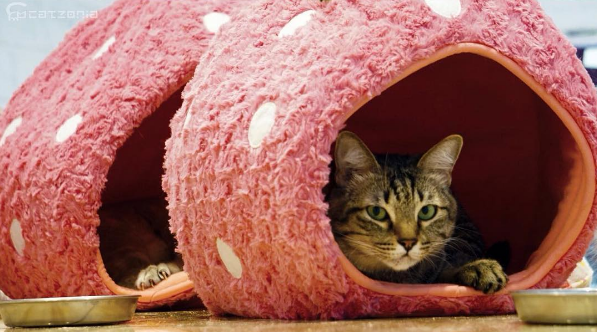 Conheça o primeiro hotel cinco estrelas só para gatos