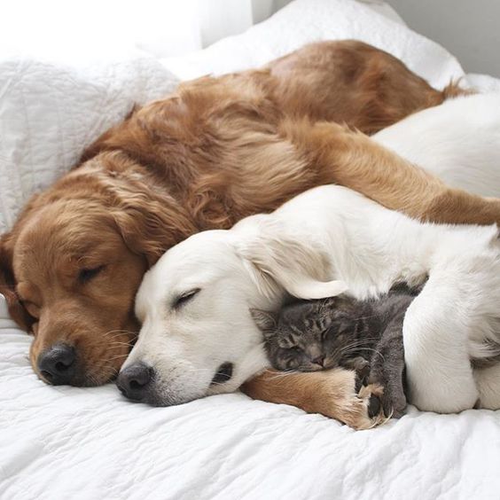 pet