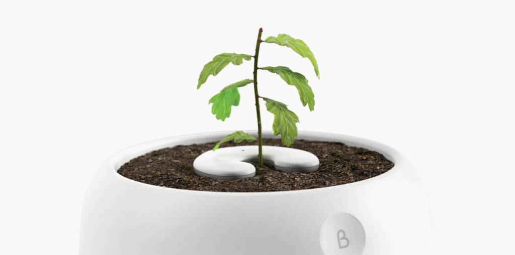 Conheça a urna biodegradável que transforma cinzas em árvore