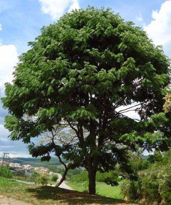 Jacarandá. Porte grande. Jacarandá. Porte grande.