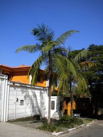 Palmito-Jussara. Porte-m&eacute;dio