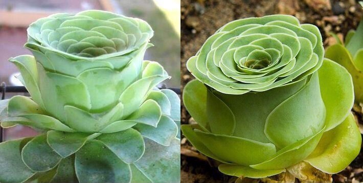plantas_curiosas (10)