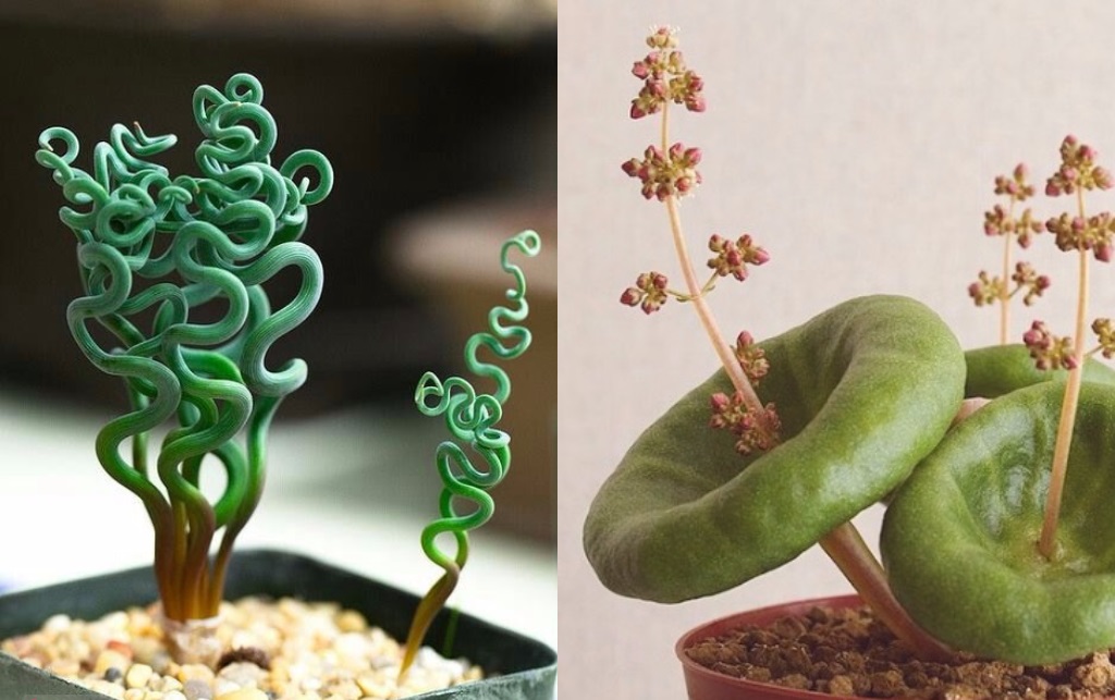 15 plantas para cultivar dentro de casa que você não conhece