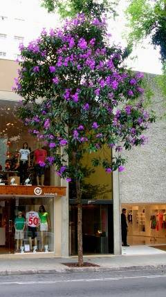 Quaresmeira. Porte m&eacute;dio.