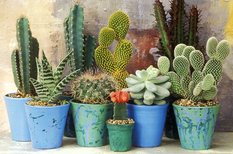 plantas para cada signo; cacto