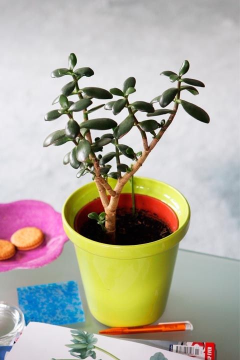 plantas para cada signo; planta jade