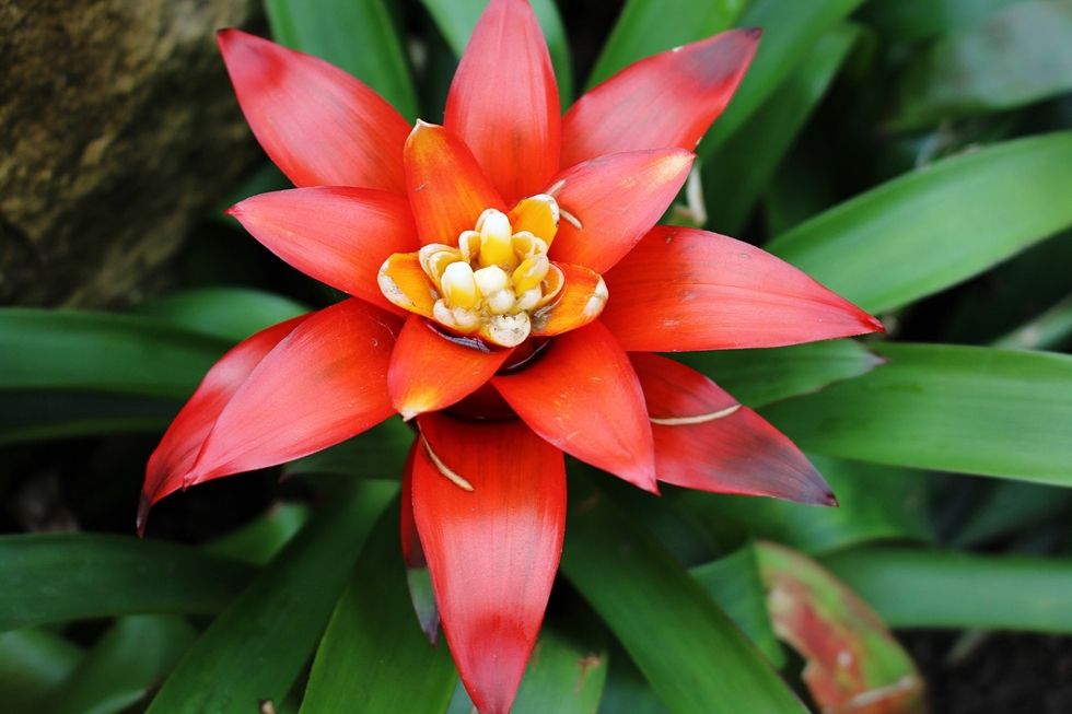 plantas para cada signo; flor; bromélia