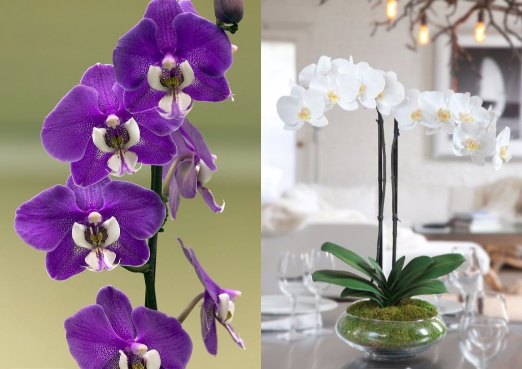 Gosta de orquídeas? Conheça mais sobre seus tipos e curiosidades