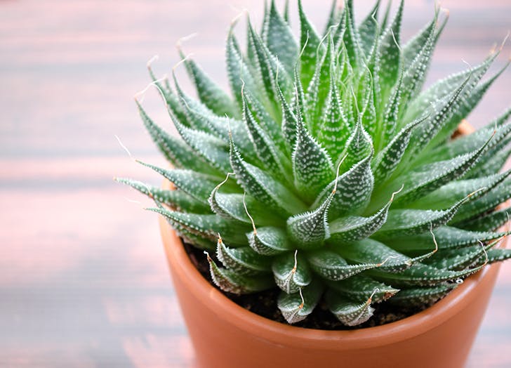 mood_boosting_houseplants_1-