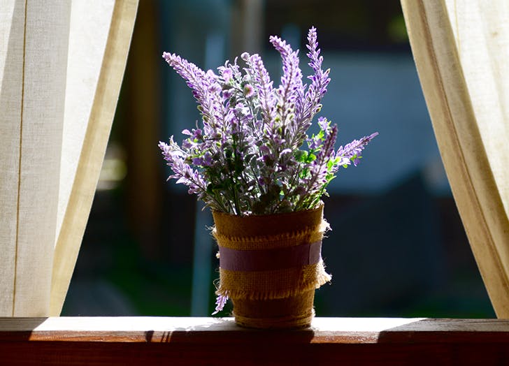 mood_boosting_houseplants_2