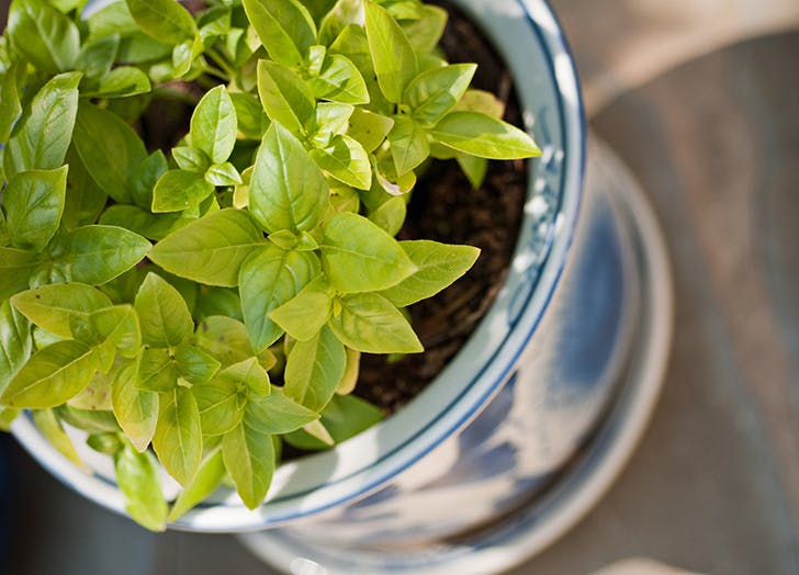 mood_boosting_houseplants_5
