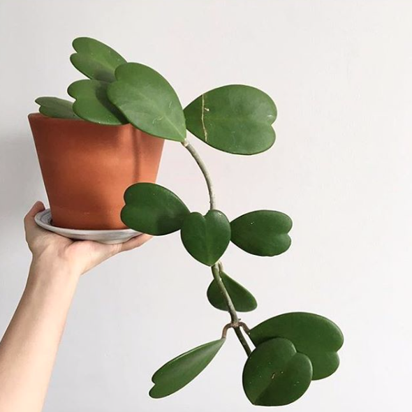 Hoya Kerrii em vaso de terracota