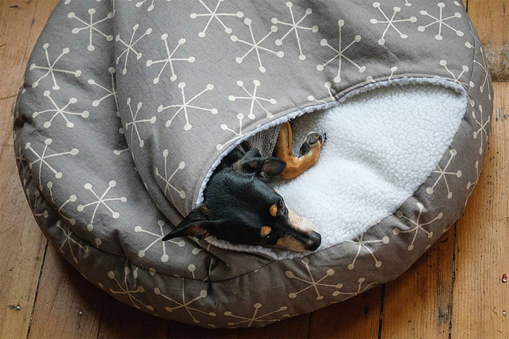 caminha para cachorro