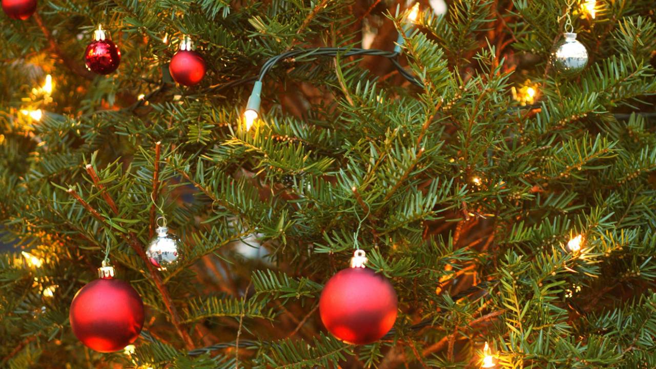 pinheiro de natal