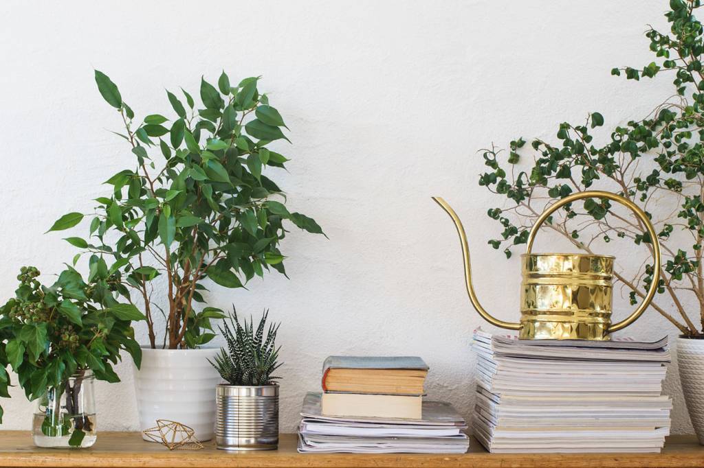 Escolha a planta que vai trazer a energia certa para seu ano novo!