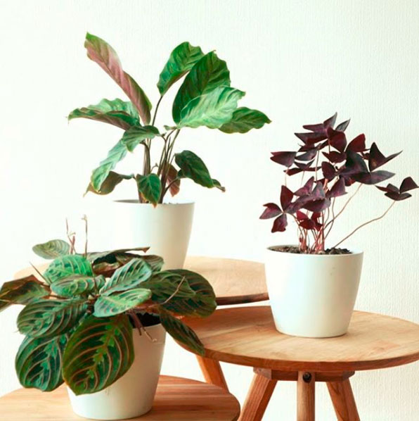 Maranta: 15 ideias para apostar na planta da vez