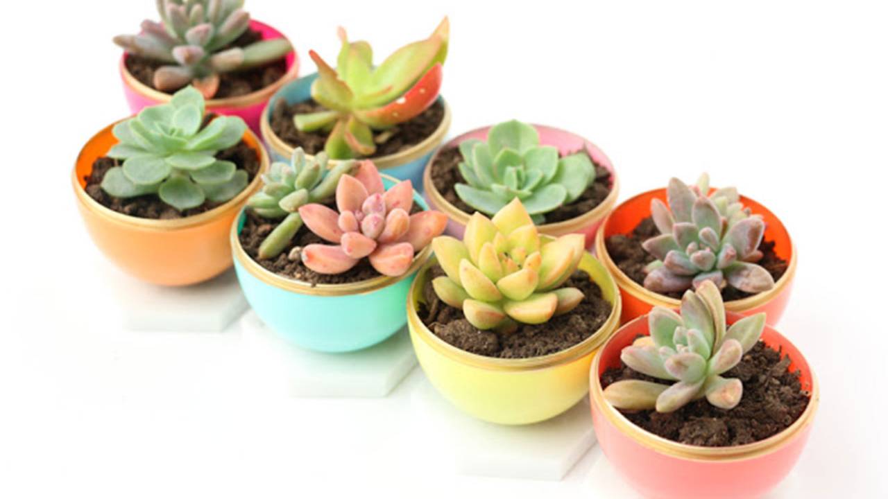 DIY para plantas