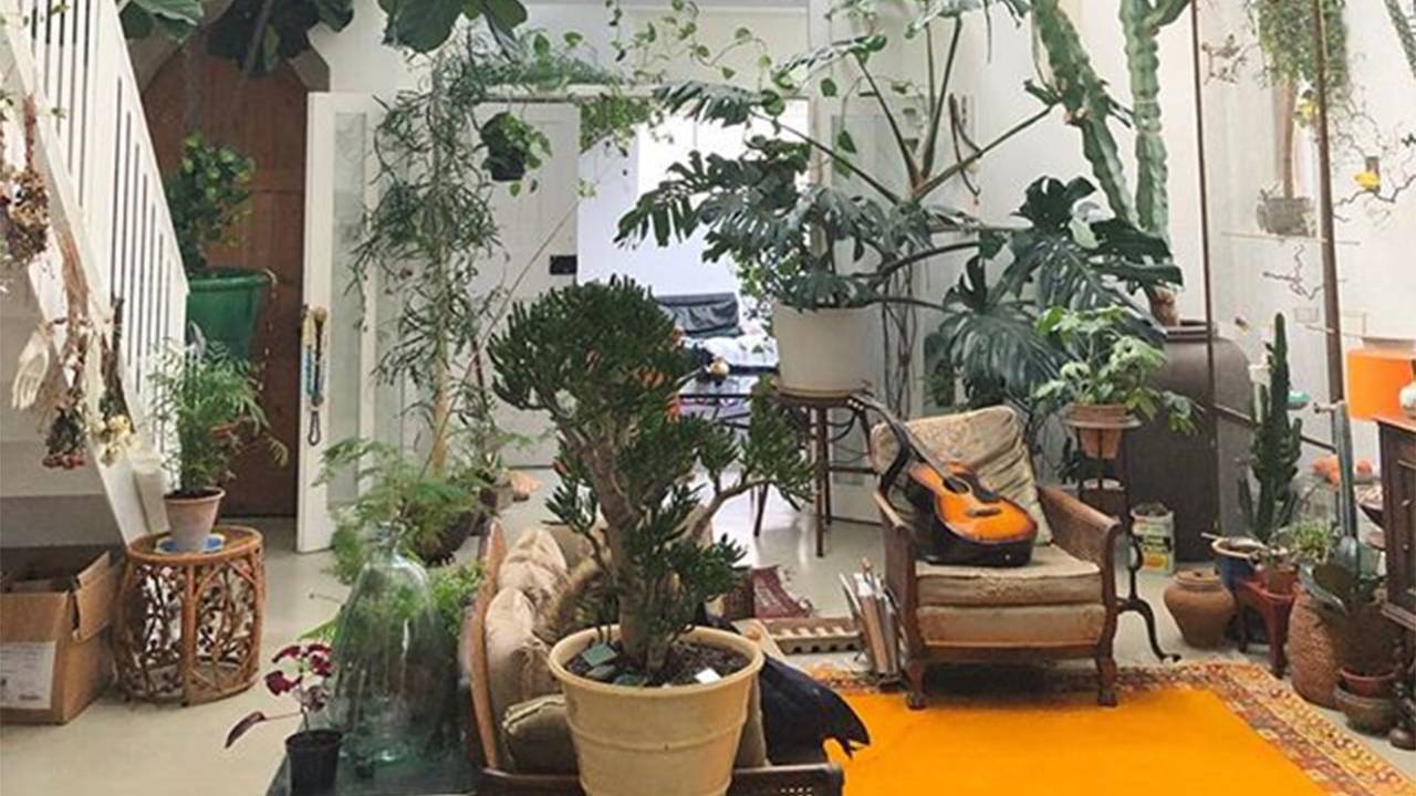 plantas que deixam o ar mais puro