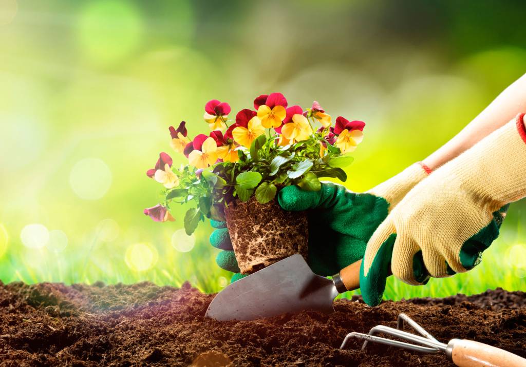 muda de flores vermelhas e amarelas sendo plantada muda de flores vermelhas e amarelas sendo plantada