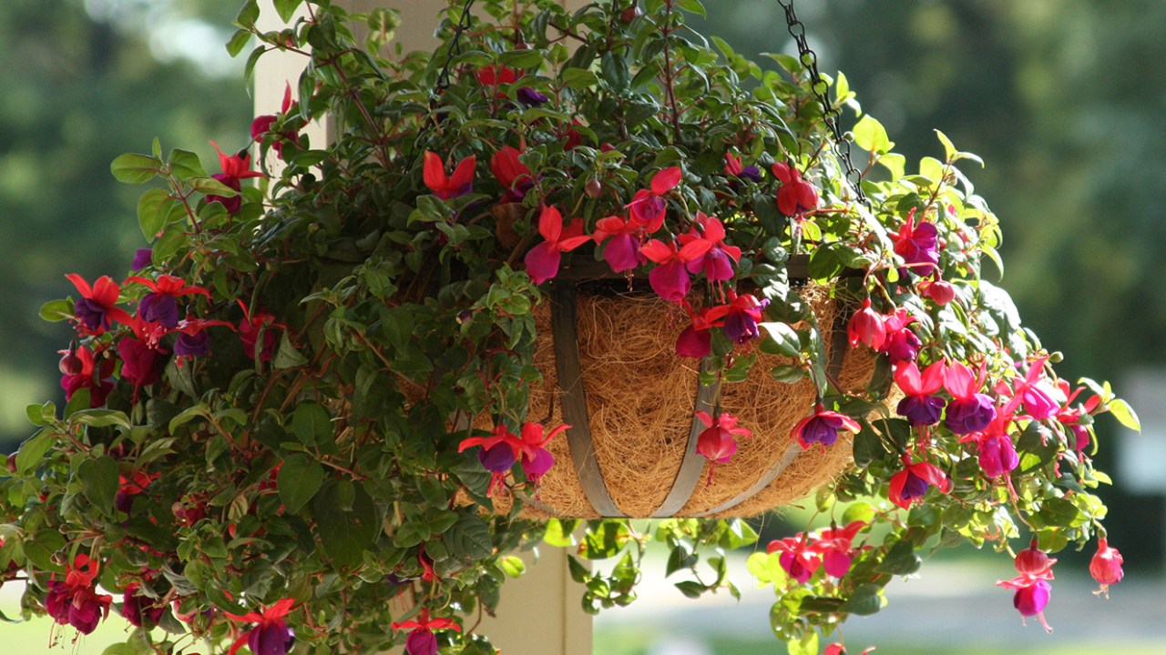 plantas para pendurar