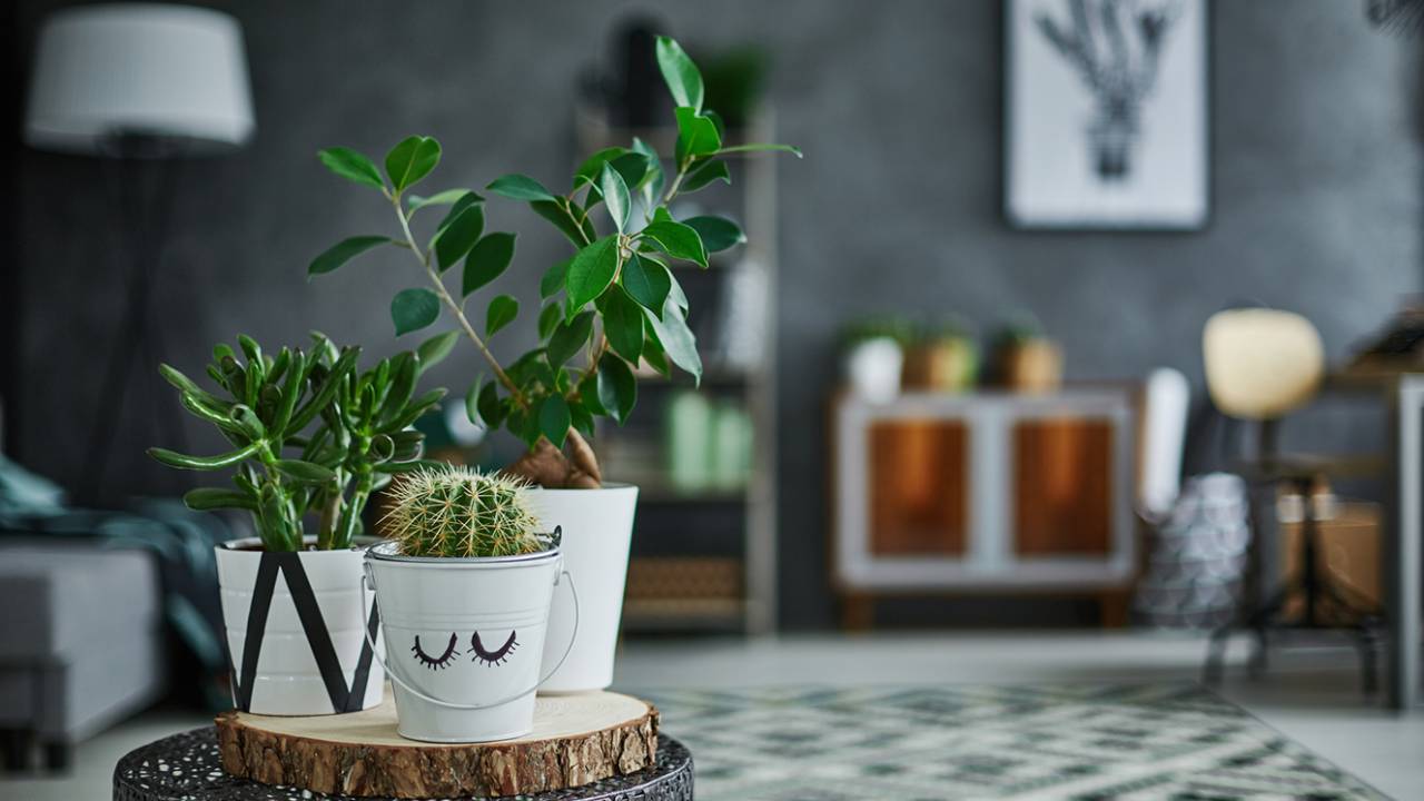 como cuidar de plantas