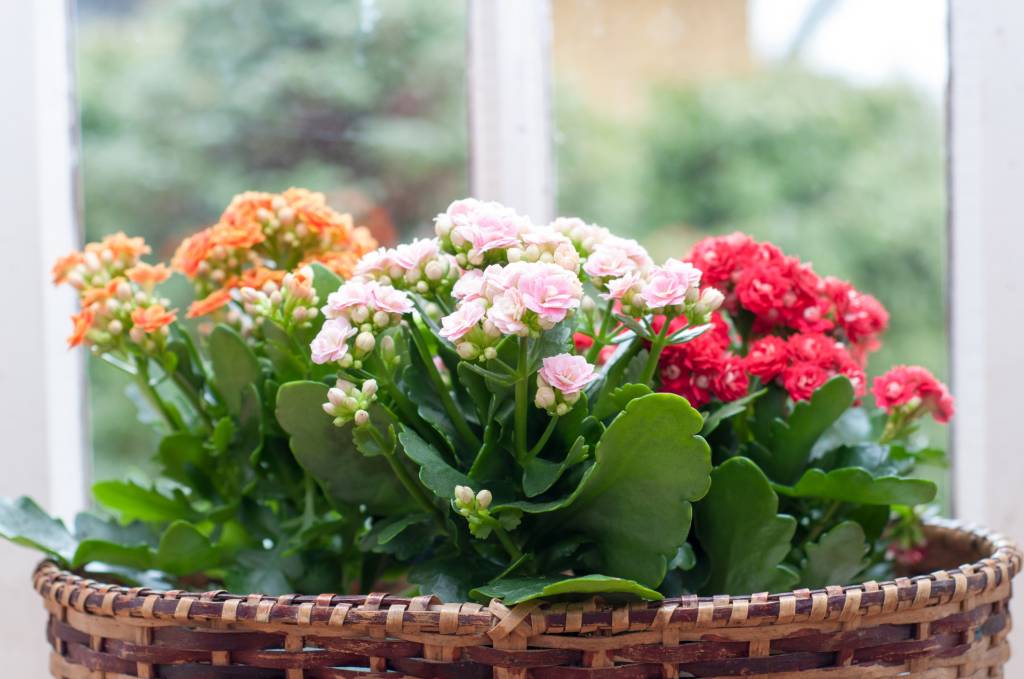 suculenta Kalanchoe rosa, laranja e vermelha