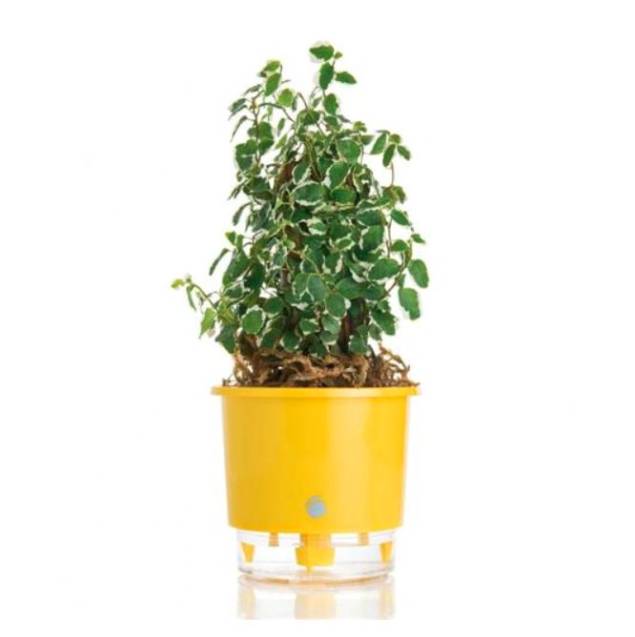 Vaso P/ Plantas Autoirrigável Jardim Tamanho Pequeno (12 x 11 cm), custa R$ 15,50 no site do supermercado Extra. Vaso P/ Plantas Autoirrigável Jardim Tamanho Pequeno (12 x 11 cm), custa R$ 15,50 no site do supermercado Extra.