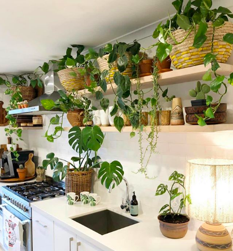 Plantas em cachepots Plantas em cachepots